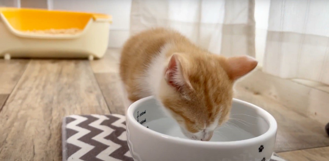 水飲む猫