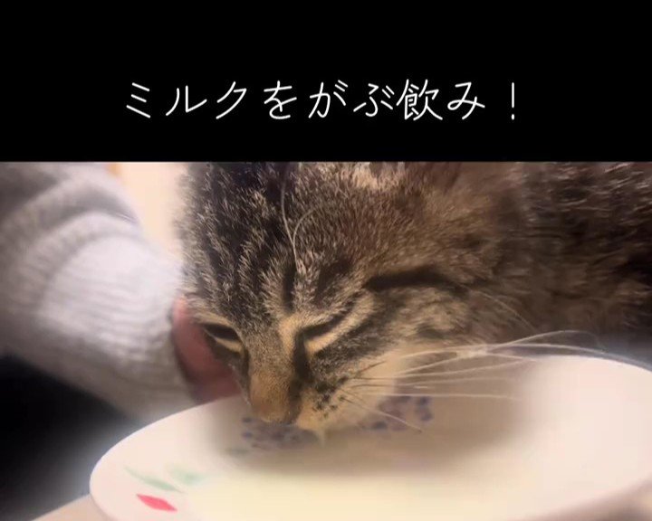 ミルクを飲む子猫