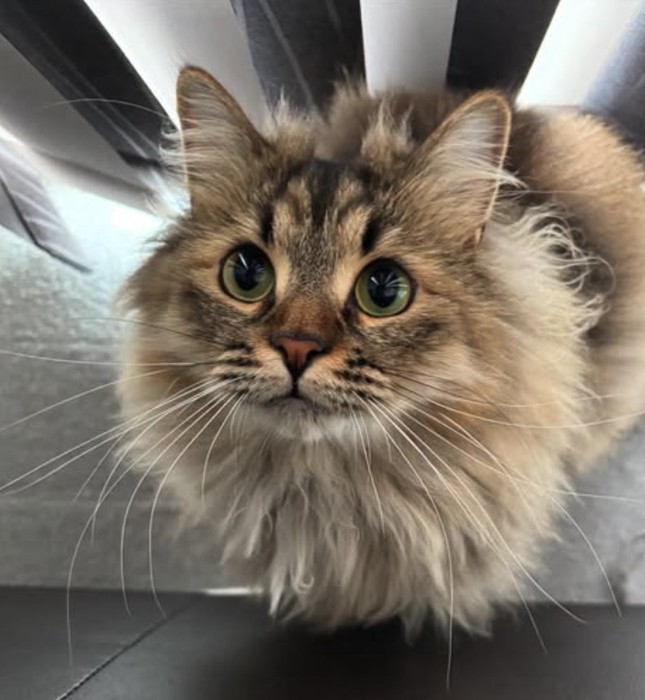 長毛猫の顔アップ