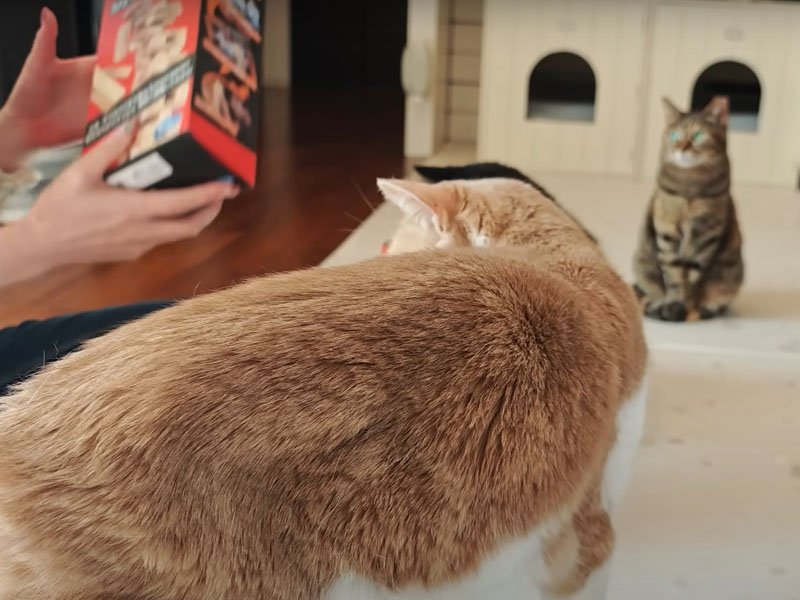 寄ってくる猫たち