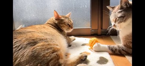 猫を見つめる猫