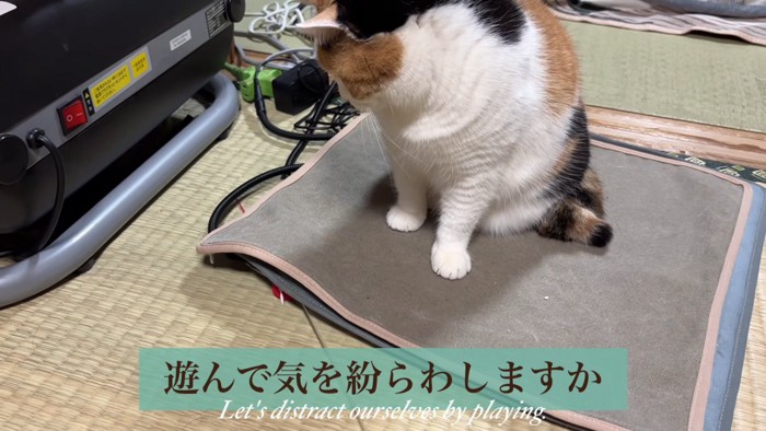 座って下を見る猫