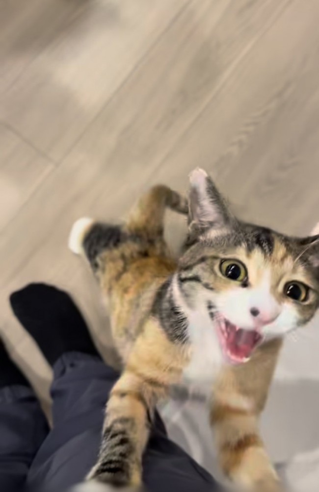 飼い主さんの足を支えに立ちながら鳴く三毛猫