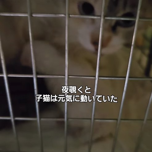 母猫のそばにいる白い子猫