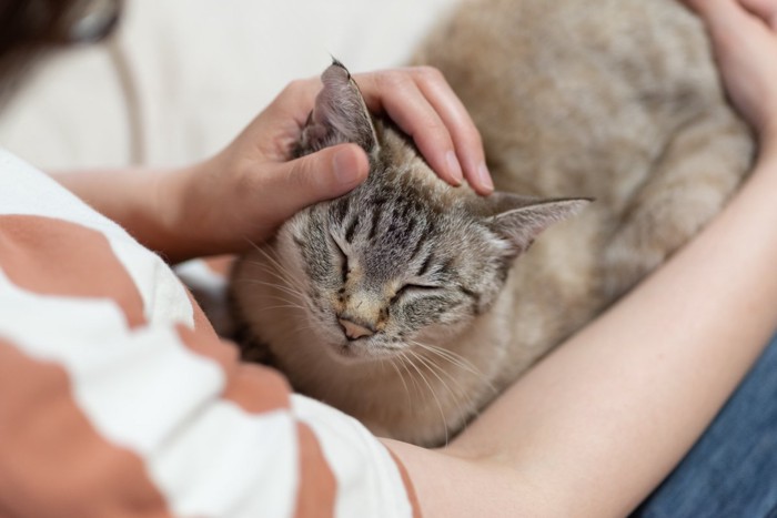 猫を膝の上で撫でる女性