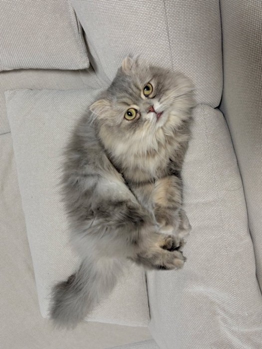 ソファのすき間に座る猫