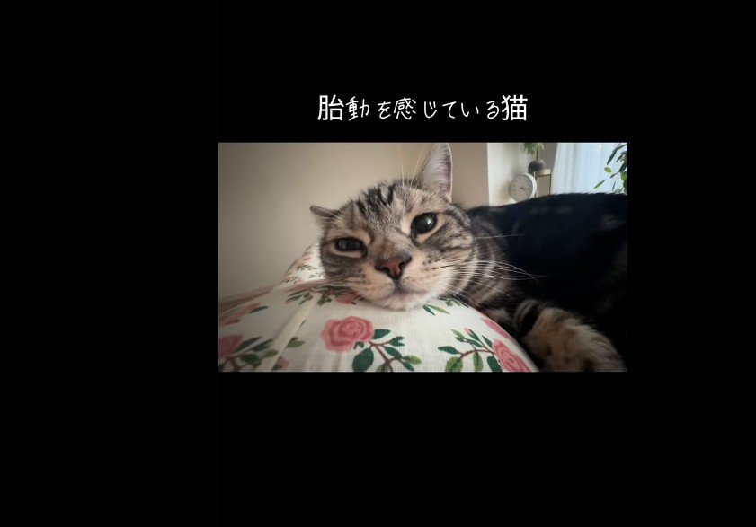 人の上に乗っている猫