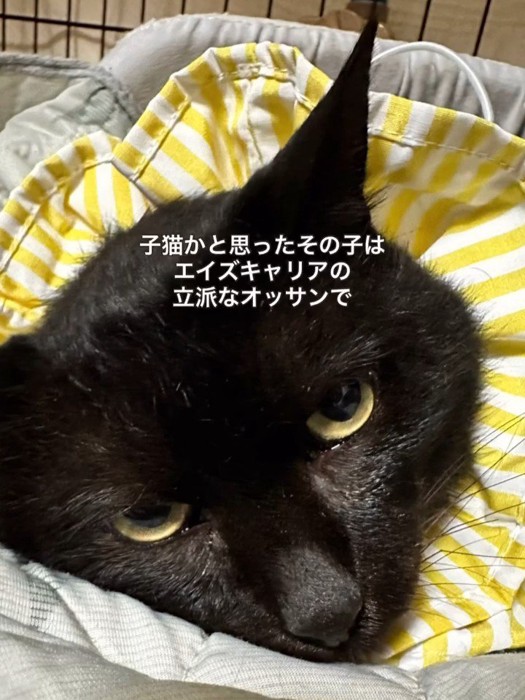 黄色のカラーをつけた猫
