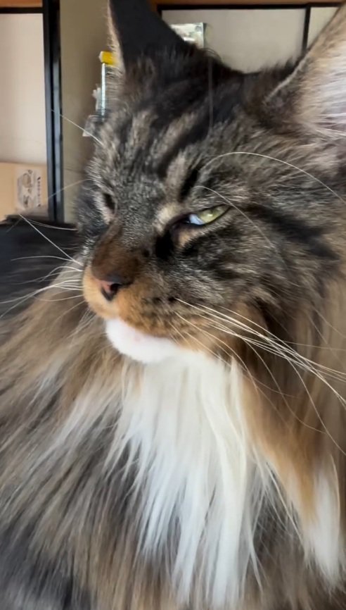薄目の猫