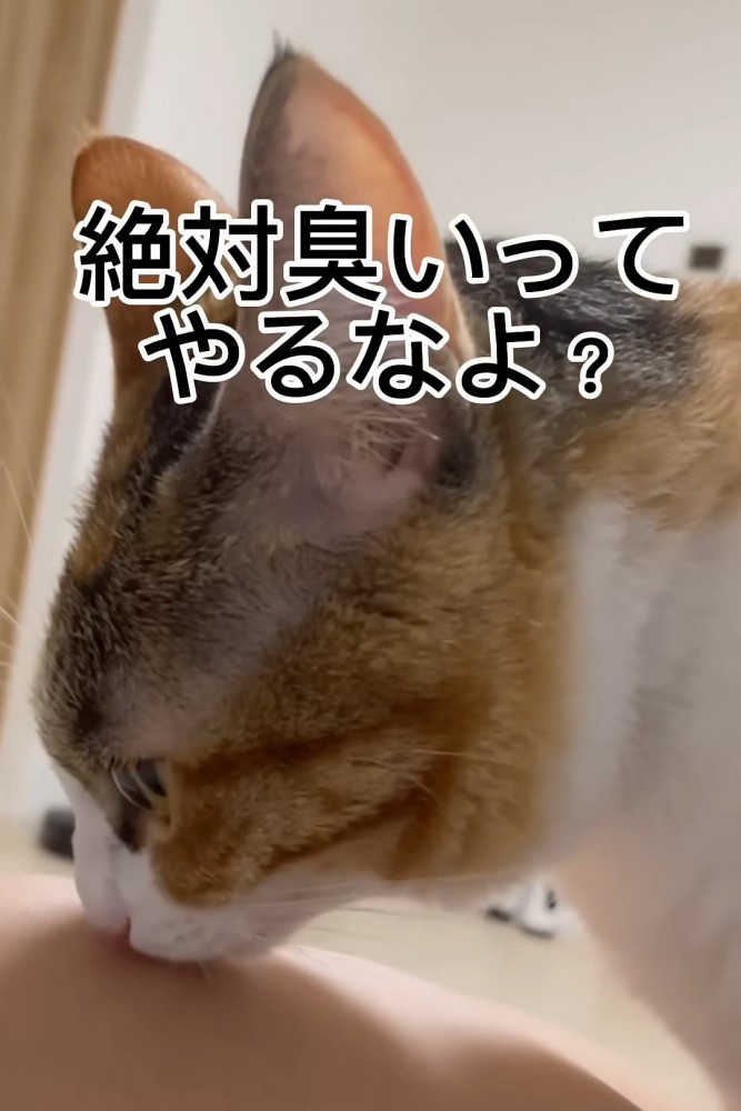 真剣な猫の横顔