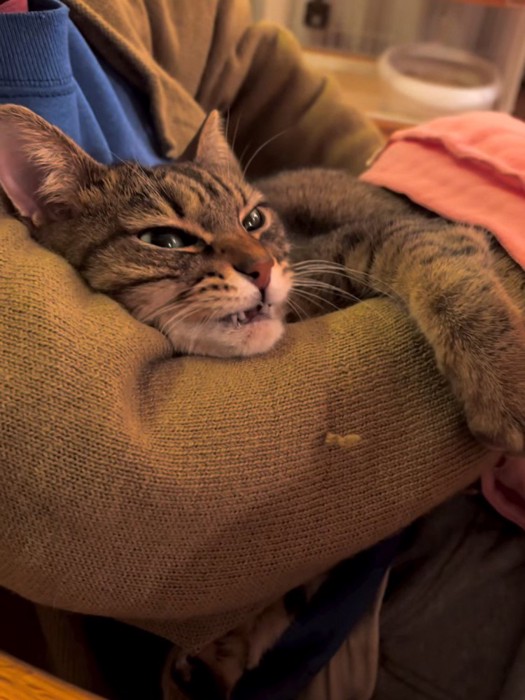 人の腕にしがみつく猫