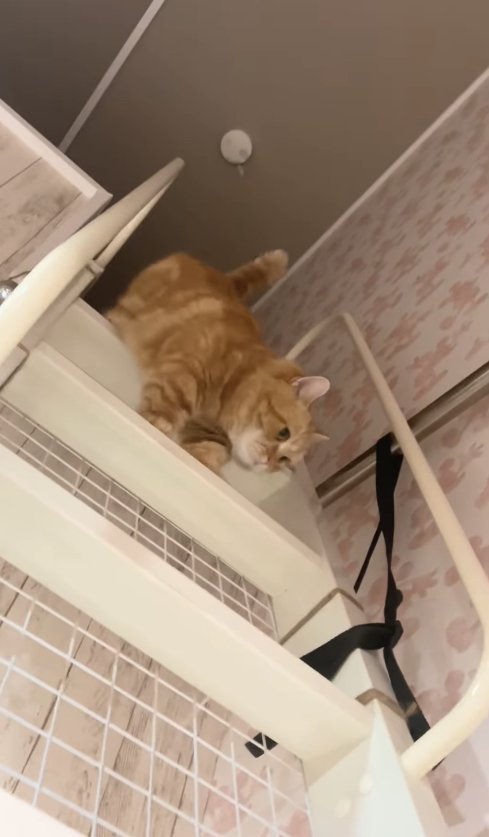 ハシゴの上から両前足を下ろすオレンジ猫