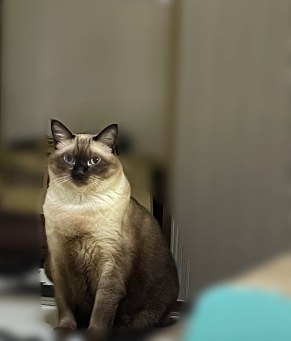 寂しそうに佇む猫