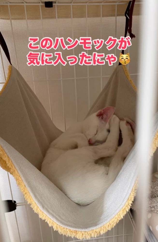 ハンモックで眠る子猫