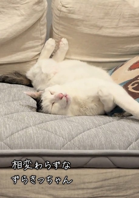 へそ天でねじれて寝ている猫