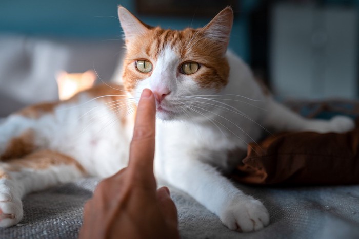 ニオイを確認する猫