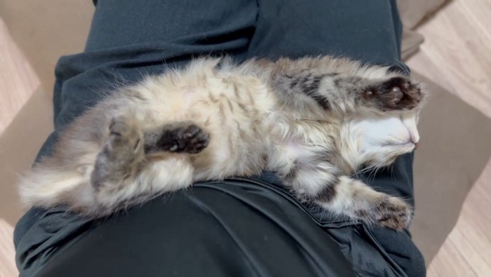 仰向けの猫