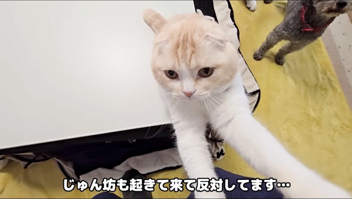 体を伸ばして飼い主に前足をかけるスコティッシュ・フォールド