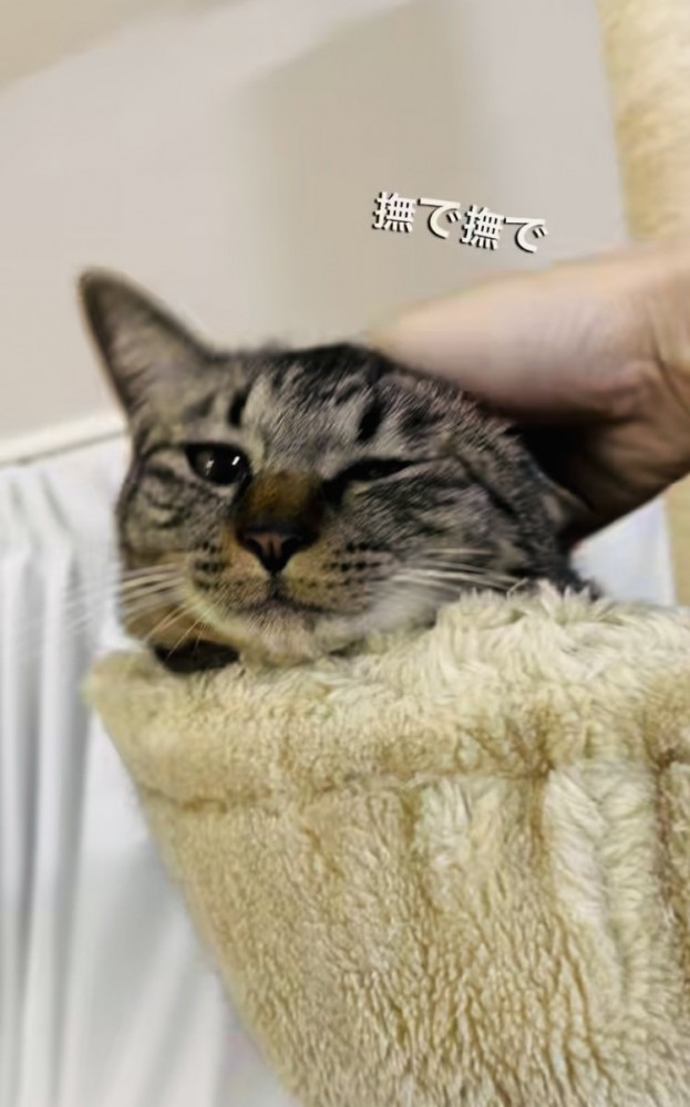 飼い主さんに頭を撫でられるキジトラ猫