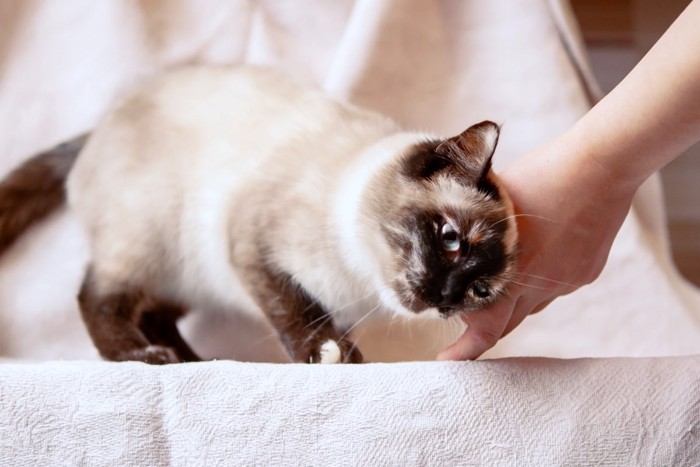 飼い主の手にスリスリする猫