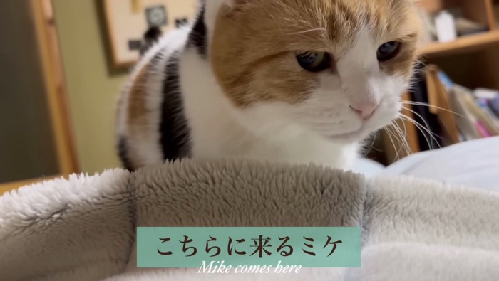 こちらに来るミケ