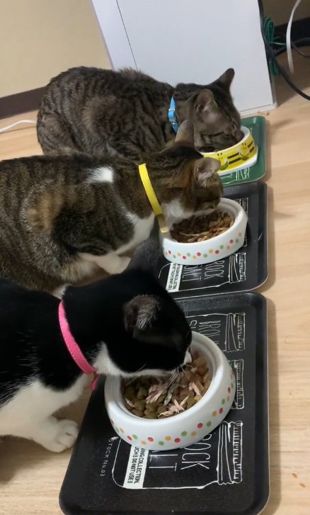 並んでご飯を食べているキジ白の猫と白黒の猫とキジトラ猫