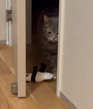 ぬいぐるみを見下ろすメルくん