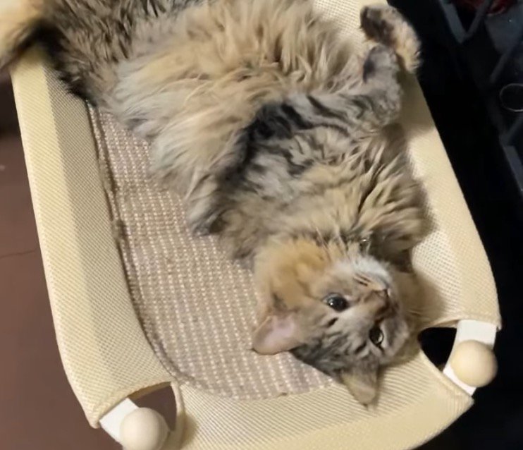 ストーブの前でうっとりする猫