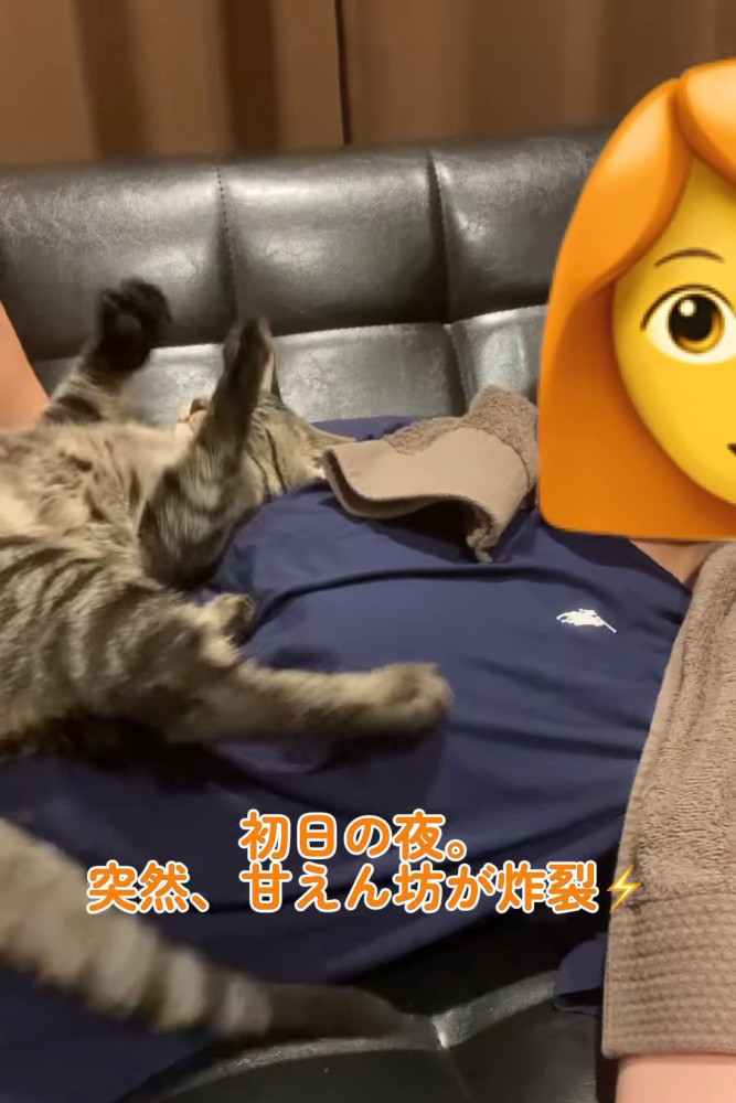 人のお腹の上で仰向けになる猫