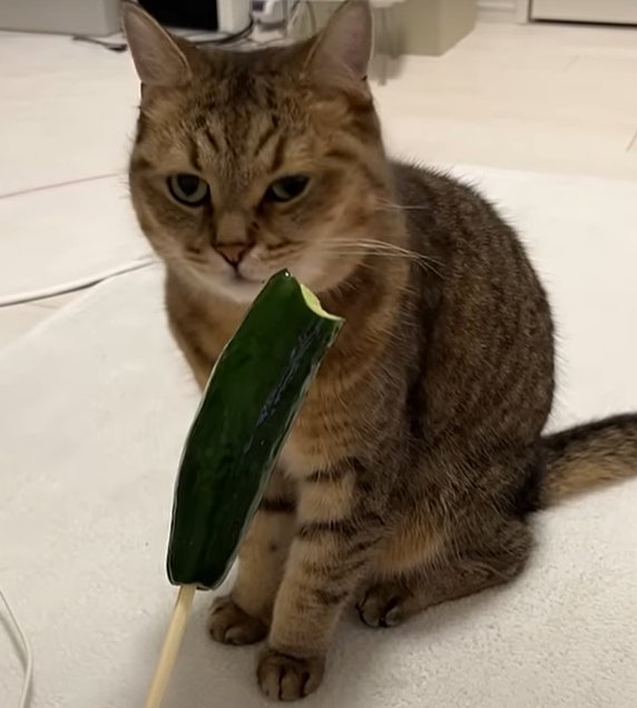 正面を見ながら少しだけ左眼を細める猫