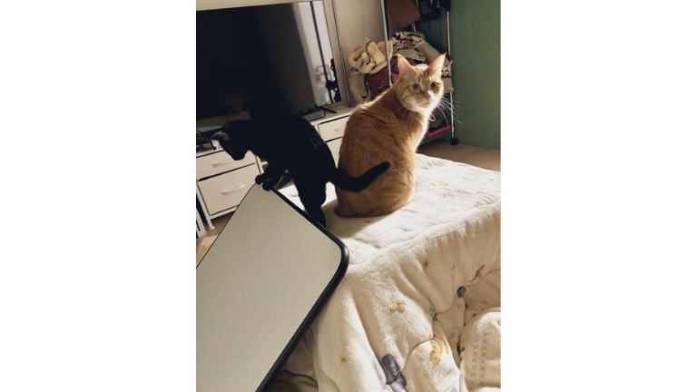 こたつに乗っている猫たち