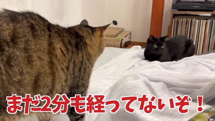 座っている黒猫に怒っているキジトラの背中