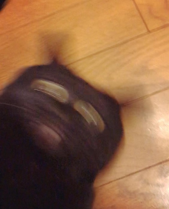 ブレブレな姿で撮られる黒猫