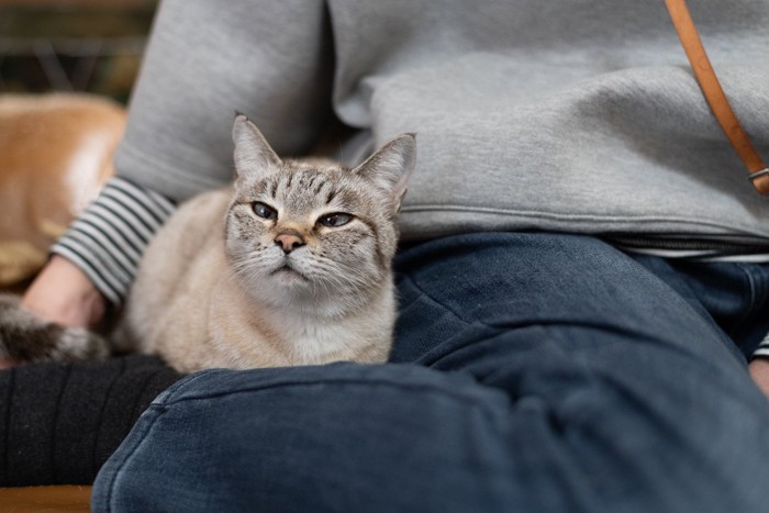 飼い主に寄り添う猫