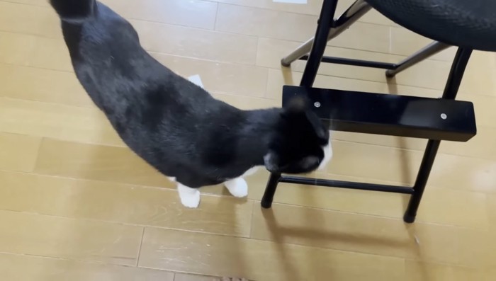 イスにスリスリ