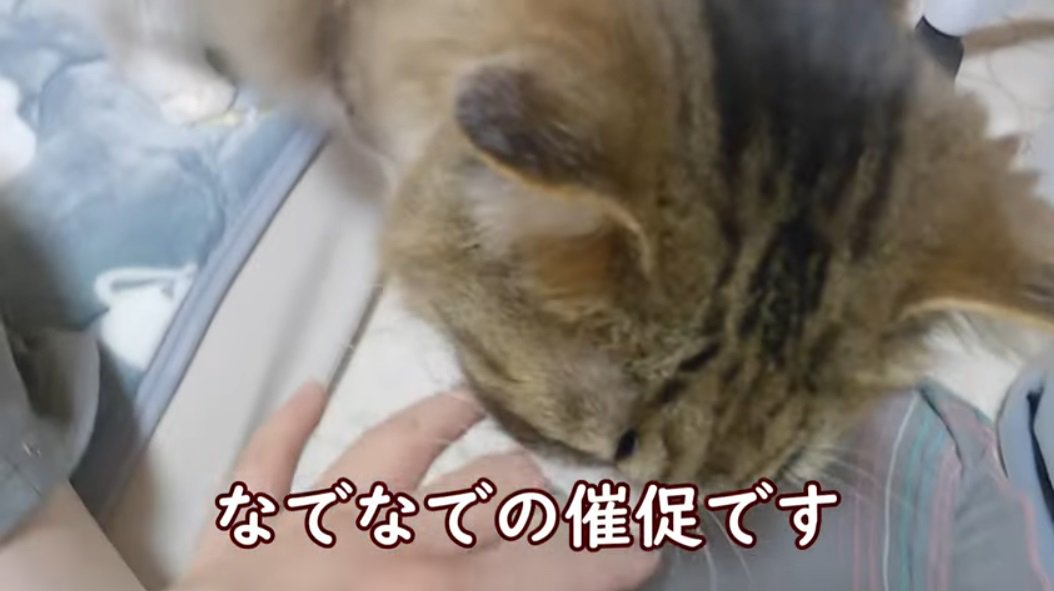 %撫でる催促をするノルウェージャンフォレストキャット