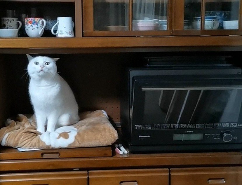 レンジの横で座る猫