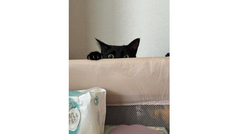 猫とベビーベッド