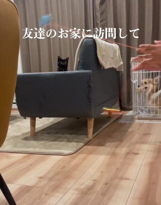 興味津々な黒猫