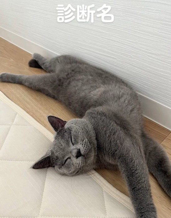 ゴロンするルタくん