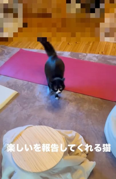ヨガマットの上で遊んでいる猫