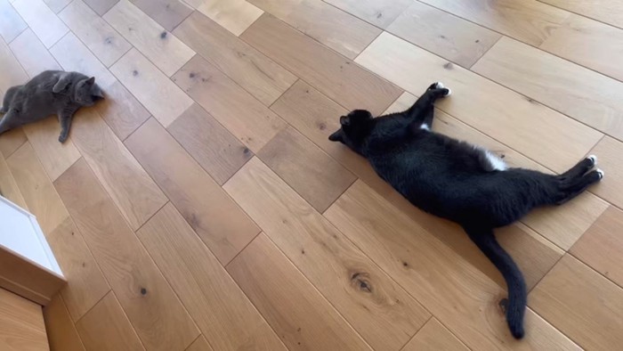 寝転がる2匹