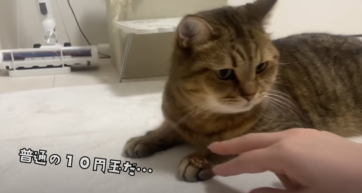 手の上に10円玉を乗せる猫と人の手