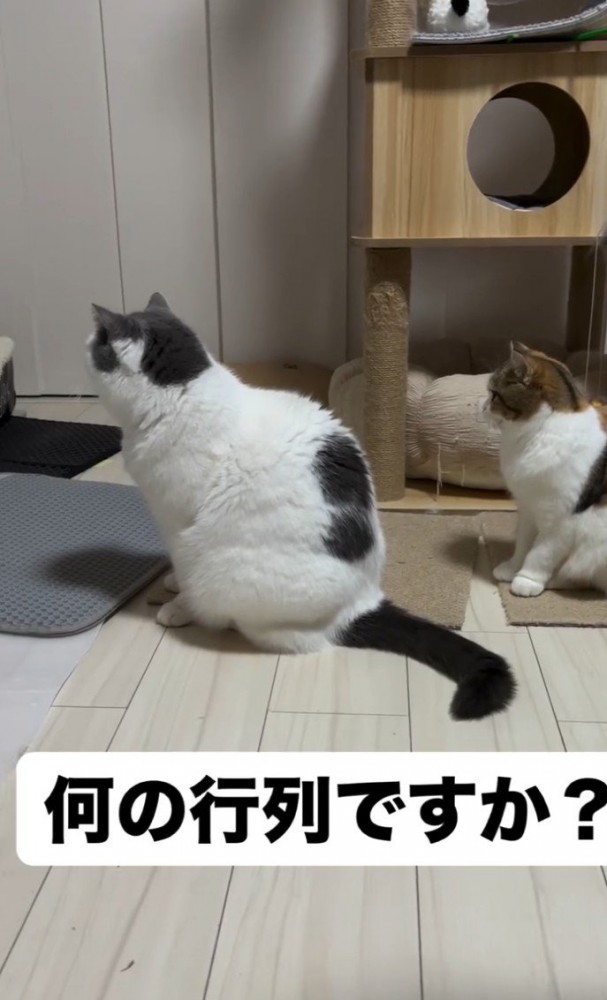 「何の行列…」と書かれた写真