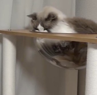 下を見つめる猫（アップ）