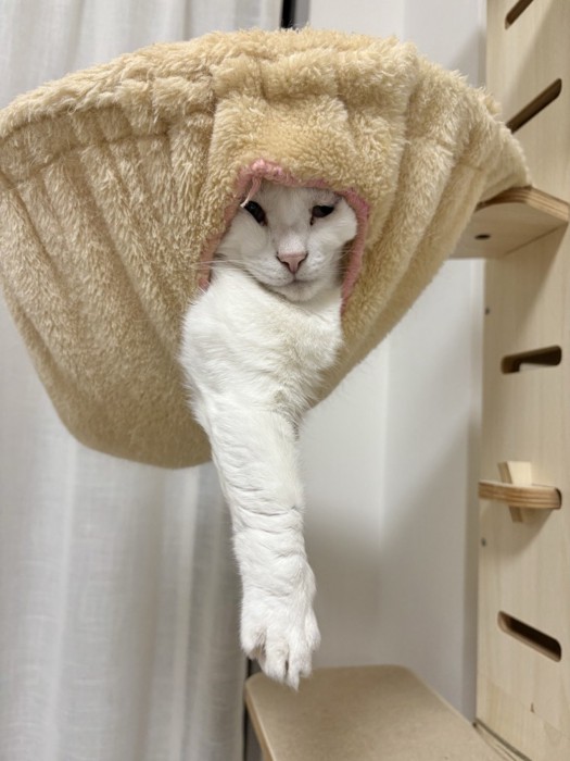 ハンモックから顔を出す猫