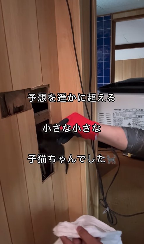 壁の穴の中からつまみ出される子猫