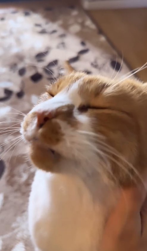 撫でられて目を瞑っている茶白猫