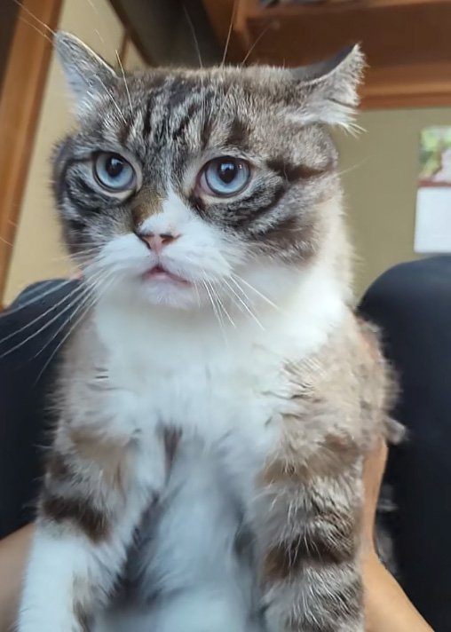 鳴く猫