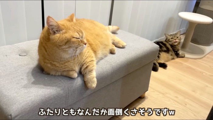 目をつむる茶トラ猫